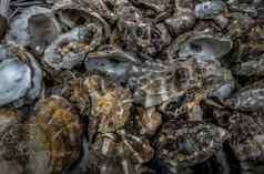 很多牡蛎贝壳堆关闭海贝壳