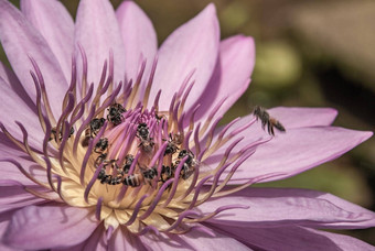 美丽的紫色的莲花背景蜜蜂一天时间特写镜头热带莲花花