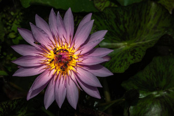 前视图美丽的莲花蜜蜂自然紫色的莲花背景