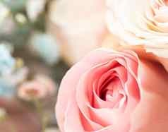 玫瑰花花园花美植物背景婚礼邀请问候卡自然环境概念