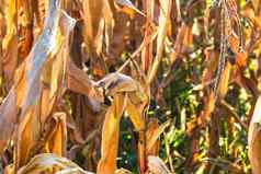 成熟的干玉米茎关闭结束季节场金玉米准备好了收获