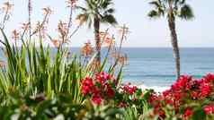 太平洋海洋海滩棕榈树码头热带海滨度假胜地这些洛杉矶加州美国