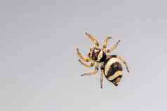 图像bleeker的跳蜘蛛欧雅图斯布莱尔乳白色的白色背景昆虫动物