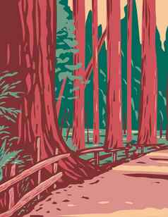 红杉大道巨人包围洪堡红杉状态公园位于阿克塔加州水渍险海报艺术