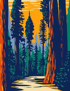 simpson-reed格罗夫海岸红杉位于杰迪戴亚史密斯状态公园部分红木国家状态公园加州水渍险海报艺术