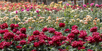 美丽的新鲜的玫瑰<strong>春天背景</strong>