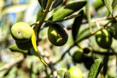 橄榄chelva种植园南部西班牙