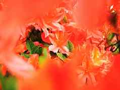 红色的橙色杜鹃花花布什雄蕊花粉橙色红色的杜鹃花素野生开花浅景深令人惊异的春天时间花园