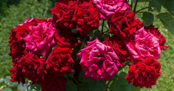美丽的新鲜的红色的玫瑰<strong>春天背景</strong>