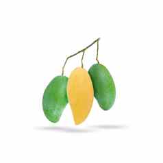黄色的成熟的芒果绿色生芒果分支白色背景
