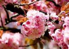分支粉红色的花开花春天温暖的晚上