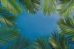 热带棕榈树叶绿色植物背景夏天概念