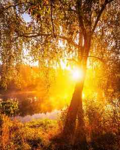 有雾的日出池塘秋天早....桦木树射线太阳切割分支机构反映了水