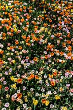令人惊异的色彩斑斓的春天花自然