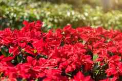 红色的一品红花大戟科蒲公英红色的圣诞节背景花园