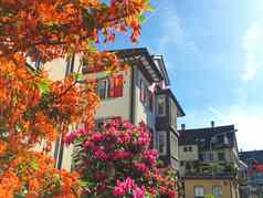盛开的树房子街richterswil广州苏黎世瑞士瑞士体系结构真正的房地产