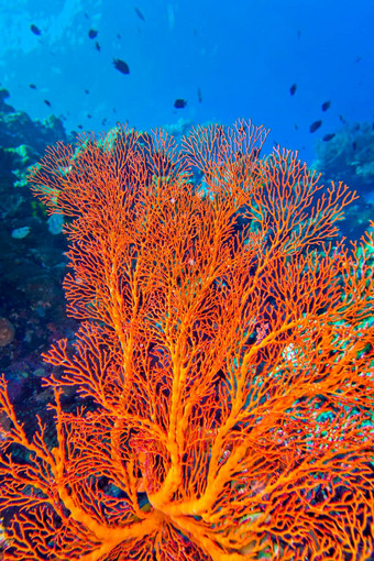 海风扇海鞭子布纳肯国家<strong>海洋公园</strong>北苏拉威西岛印尼