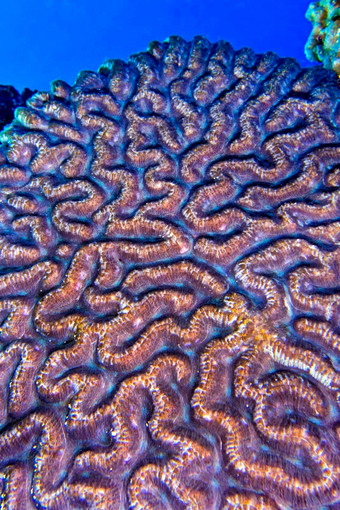 大脑珊瑚布纳肯国家海洋公园印尼
