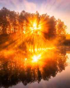 有雾的日出池塘秋天早....树射线太阳切割分支机构反映了水