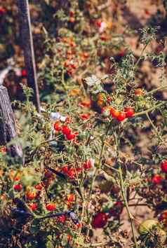 国产红色的新鲜的番茄花园红色的有机番茄植物水果夏天光生物花园西红柿自制的西红柿种植花园