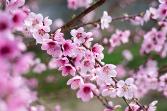 开花樱桃蓝色的天空樱桃花朵春天背景开花樱桃树春天春天樱桃花朵粉红色的花