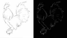 插图手画公鸡艺术过程