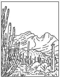 器官管仙人掌国家纪念碑索诺兰沙漠沙漠位于极端的南部亚利桑那州曼联州单行单一险种黑色的白色行艺术