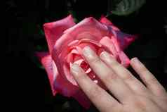 美丽的色彩斑斓的玫瑰花手