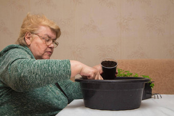 上了年纪的女人倒堆肥盆地幼苗能