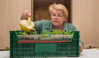 上了年纪的女人倒番茄幼苗锅浇水