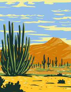 Stenocereus瑟贝里日益增长的器官管仙人掌国家纪念碑位于亚利桑那州曼联州墨西哥状态声水渍险海报艺术