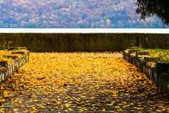 美丽的秋天路径阳光明媚的一天秋天季节下降叶子秋天色彩斑斓的公园小巷色彩斑斓的树下降叶子秋天公园美丽的秋天路径阳光明媚的一天
