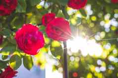 红色的玫瑰花园情人节母亲的一天生日背景