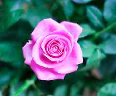 春天花背景美丽的粉红色的新鲜的玫瑰花
