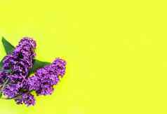 春天花背景紫色的淡紫色植物花常见的紫丁香草