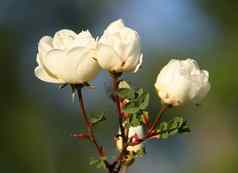 花布瑞尔·罗白色玫瑰