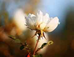 花布瑞尔·罗白色玫瑰