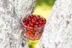 成熟的樱桃透明的杯新鲜的红色的樱桃水果夏天花园农村