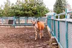 甘蔗寻常的框架走围场动物园最大羚羊物种发现东南非洲罕见的物种哺乳动物
