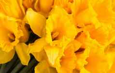 美丽的花束春天黄色的水仙花水仙花