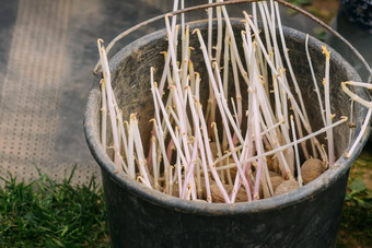 <strong>土豆种植土豆</strong>幼苗金属桶农场院子里准备<strong>种植</strong>它