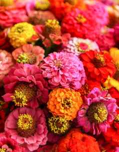 美丽的色彩斑斓的Zinnia花