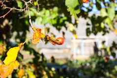 Crataegus拉维加塔米德兰英语山楂五月花号成熟的浆果秋天