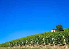 皮埃蒙特山意大利风景优美的农村葡萄园场蓝色的天空