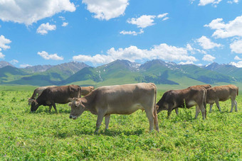 草原公牛队蓝色的天空