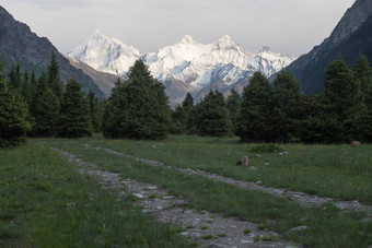 <strong>雪山</strong>树多云的一天汗tengri山<strong>新疆</strong>中国