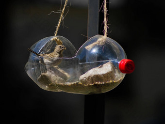 鸟吃鸟给料机使回收苏打水瓶