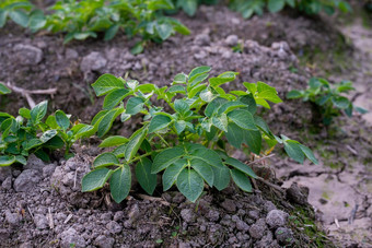 健康<strong>的</strong>年轻<strong>的土豆</strong>植物有机花园年轻<strong>的土豆</strong>植物日益增长<strong>的</strong>土壤行年轻<strong>的土豆</strong>植物场