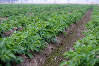 健康的年轻的土豆植物有机花园年轻的土豆植物日益增长的土壤行年轻的土豆植物场