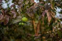 番石榴水果树有机热带花园新鲜的健康的番石榴生水果番石榴农场